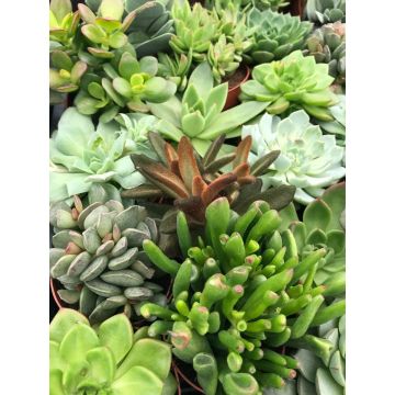 Collection of THREE Succulent Plants