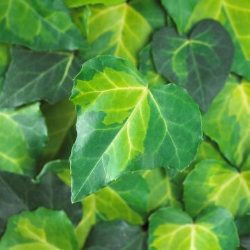 Large 6-7ft Specimen Climber - Hedera Sulphur Heart  - Evergreen Ivy
