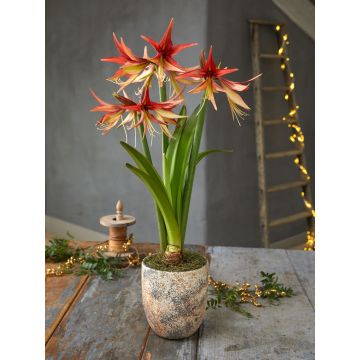 Amaryllis - SUMATRA - Hippeastrum Bulb 