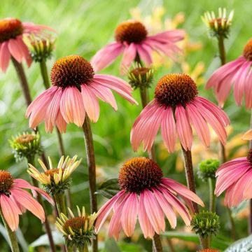 Echinacea Summer Cocktail - Coneflower