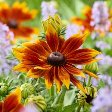 Giant Flowered Rudbeckia - Summerdaisy Orange Bicolour - In Bud & Bloom