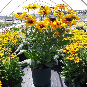 Giant Flowered Rudbeckia - Yellow Shades in Bud and Bloom