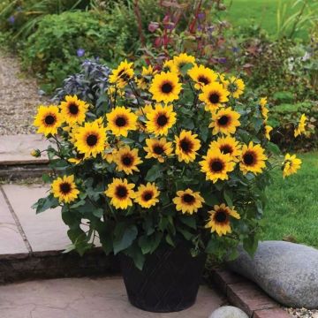 Sunflower Sunbelievable Brown Eyed Girl - Helianthus - In Bud & Bloom
