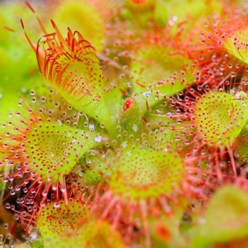 Sundew Fly Trap Plant - Drosera - Carnivorous Plants Venus Fly Catcher