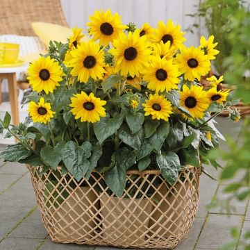 Sunflower Sunfinity - Helianthus