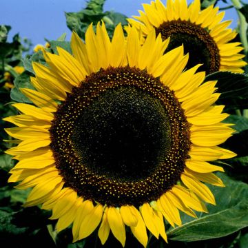 Sunflower Plant - Helianthus Tayo