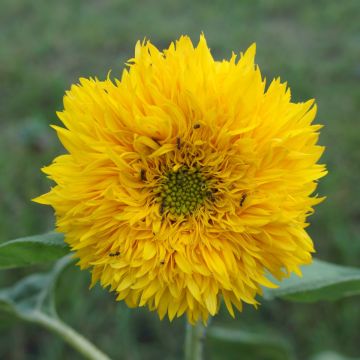 Sunflower Plant - Helianthus Teddy Bear