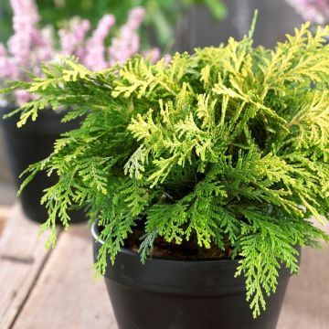 Chamaecyparis lawsoniana Sunkist