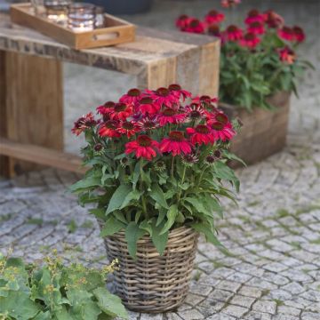 Echinacea 'SunMagic Vintage Ruby' - Cone Flower Plant