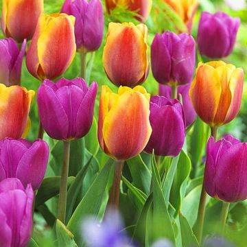 Designer Tulip Blend 'Sunset Skies' - Pack of 12 Bulbs