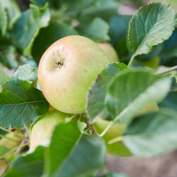 Apple Tree - Sunset Bush (MM106)