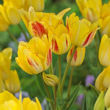 Tulip Sunshine Club - pack of 12