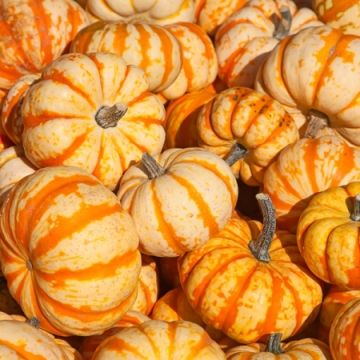 Squash Sweet Lighting - Winter Squash