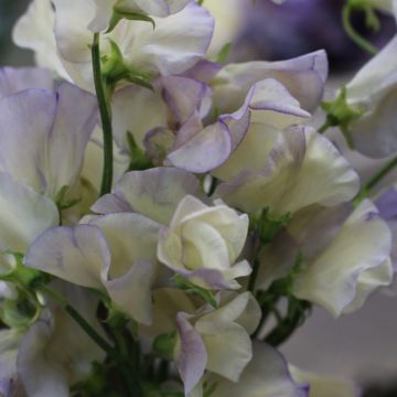Sweet Pea Plant 'Old Times'
