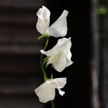 Sweet Pea Plant Spencer 'Royal Wedding'