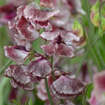 Sweet Pea Plant Spencer 'Wiltshire Ripple'