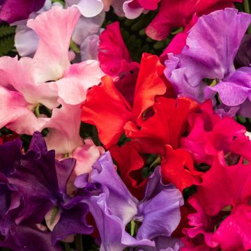 Sweet Pea Plants 'Spencer Mix'