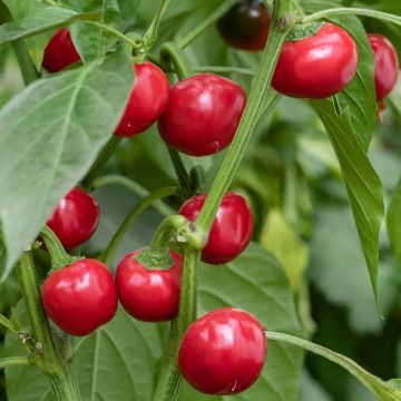Chilli Pepper Plant 'Large Red Cherry Hot'
