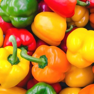 Sweet Pepper Rainbow Collection -  Pack of SIX Plants