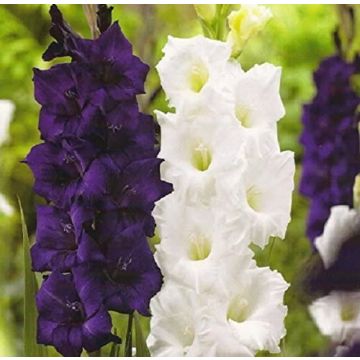 Gladiolus Sweet Dreams - Pack of 25 Gladioli Corms