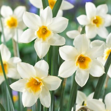 Daffodil - Narcissus Sweet Love