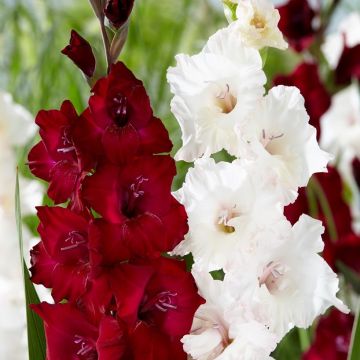 Gladiolus Sweet Night - Pack of 25 Gladioli Corms