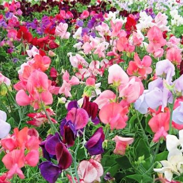 Sweet Pea Flower Seeds - 6 Different Varieties