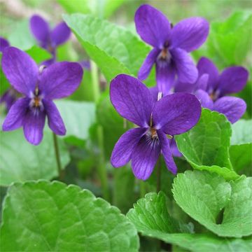 Viola odorata - Sweet Violet