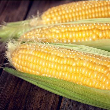Sweetcorn Plant 'Earlking F1'