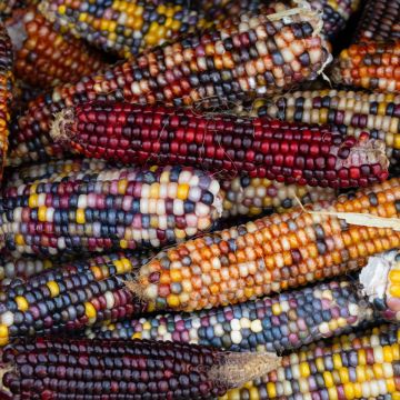Sweetcorn Plant 'Fiesta'