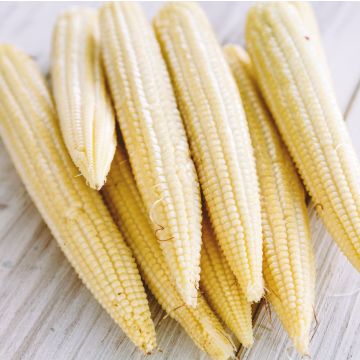 Sweetcorn Plant 'Snowbaby F1'