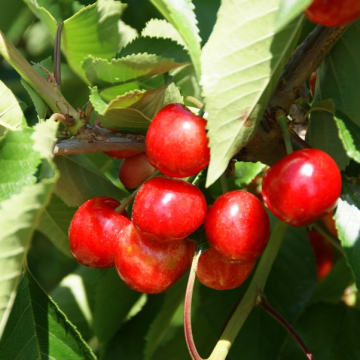 Cherry Tree - Sweetheart Patio (Gisela 5)