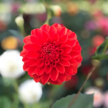 Dahlia Symphony 