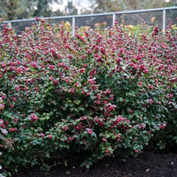 Symphoricarpos dorenborsii Magical Candy  - Snowberry