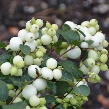 Symphoricarpos dorenborsii White Hedge - Snowberry