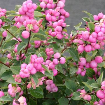 SPECIAL DEAL - Symphoricarpos doorenbosii Magical Sweet - Snowberry