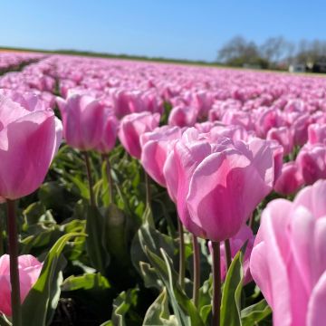 Tulip 'Synaeda Amor' - Pack of 8 Bulbs