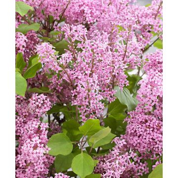 Dwarf Korean Lilac - Syringa SHRUB - Pack of TWO