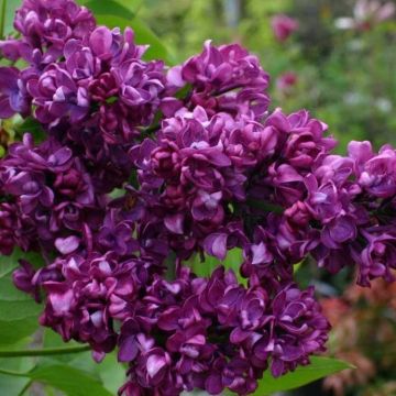 Syringa vulgaris Charles Joly - Fragrant Lilac