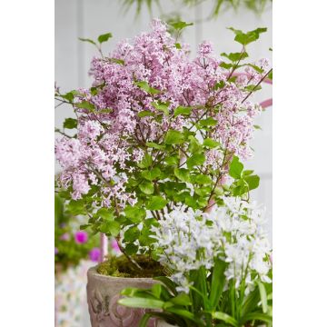 Dwarf Korean Lilac - Syringa Josee - Large Plant