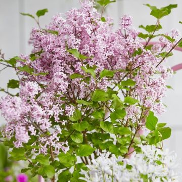 Dwarf Korean Lilac - Syringa Josee - Large Plant