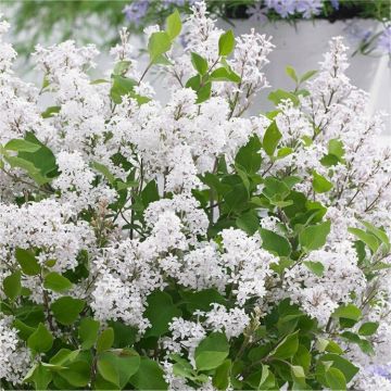 Syringa meyeri Flowerfesta White - Standard Tree circa 120cms