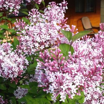 Dwarf Hungarian Lilac - Syringa josikaea Shrub