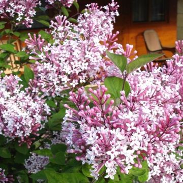 Dwarf Hungarian Lilac - Syringa josikaea - Scented flowering Lilac