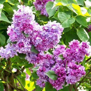 Fragrant Standard Lilac Tree - Syringa vulgaris Katherine Havemeyer - Large 120-140cm Standard Tree