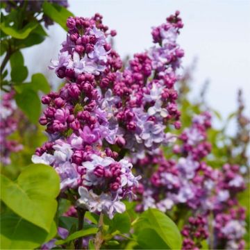 Fragrant Standard Lilac - Syringa vulgaris Michael Buchner - Large 130-160cm Standard Tree