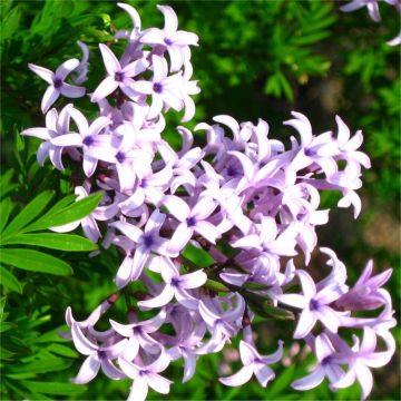 Syringa Laciniata - Persian Lilac