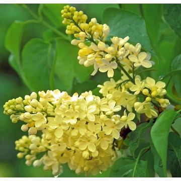Syringa vulgaris Primrose - Rare Yellow Lilac Bush