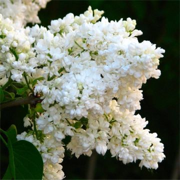 Syringa vulgaris Madame Lamoine  - Fragrant White Lilac