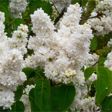 Fragrant Standard White Lilac Tree - Syringa vulgaris Madam Lamoine - Large 150cm Standard Tree